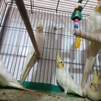 عروس هلندی