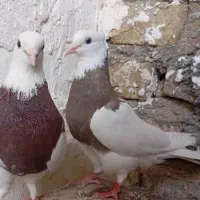 جفت طوقی