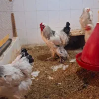 11 عدد مرغ و خروس برهما اصل