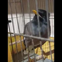 مرغ مینا نر افغان|پرنده|کرمانشاه, |دیوار