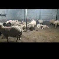 ۳۲عدد گوسفند