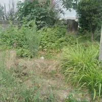 علف زنی زمین باغ با دستگاه