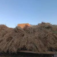 علوفه|عمدهفروشی|بناب, |دیوار