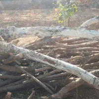 چوب و الوار خشک از درخت های به و بادام|عمدهفروشی|شاهینشهر, گزبرخوار|دیوار