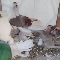 کبوتر|پرنده|قم, چهل درخت‎|دیوار