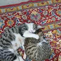 واگذاری گربه