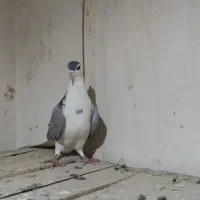 دمگیر|پرنده|اصفهان, سرتاوه|دیوار