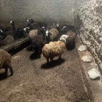 بره ماده شال افشار