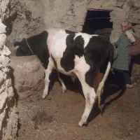 یک عدد نر گاو