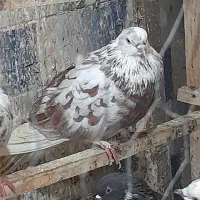 کبوتر ومرغ عشق