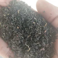 چای شکسته سیلان درجه یک شمس