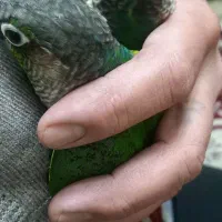 طوطی گرینچیک|پرنده|تهران, شکیبا|دیوار