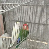 یک جفت طوطی کوتوله با قفس بزرگ