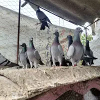 کبوتر پلاکی .مسافتی .آلمانی