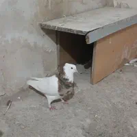 طوقی ۷رنگ نر و ماده