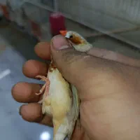 فمج انگلیسی