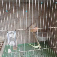 قناری سرامیکی  اصیل