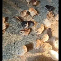 جوجه‌اصیل‌زابلی‌هست‌هرکی‌خواست‌درخدمت‌هستم