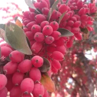 زرشک اناری خشک