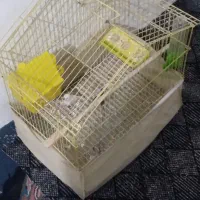 یک جفت فنچ مولد همراه قفس