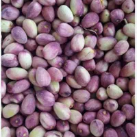 خرید پسته ی تازه (کال با خوشه )واجاره ی باغ پسته|خدمات باغبانی و درختکاری|قم, آزادگان|دیوار