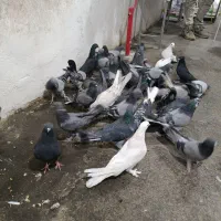 کبوتر گلی|پرنده|شهرکرد, |دیوار