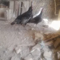 بوقلمون|حیوانات مزرعه|معصومیه, |دیوار