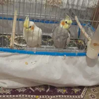 یک جفت عروس هلندی