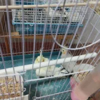 عروس هلندی مولدوسخنگو|پرنده|کرج, گلشهر|دیوار