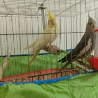 عروس هلندی 1ساله