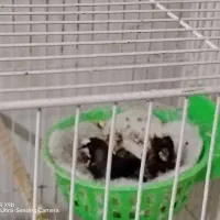 4 جفت فنچ بنگال و زبرا با جوجه و تخم