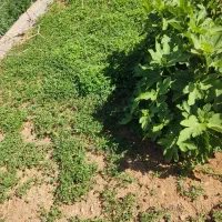نهال گوجه فرنگی