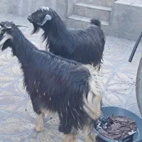 بز .|حیوانات مزرعه|سیوان, |دیوار