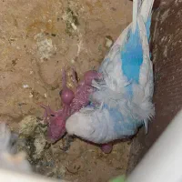 مرغ عشق پروانه ای با۳جوجه