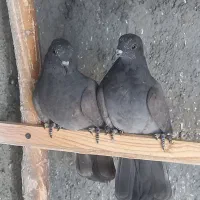 کبوتر پرشی سوسکی و سبز|پرنده|فولادشهر, فولادشهر|دیوار