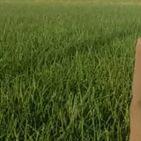 اجاره 30هکتارزمین صیفی مخصوص کشت تمام صیفی جات