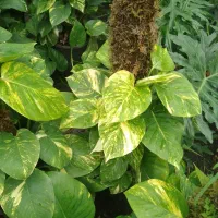 انواع گل و گیاه اپارتمانی