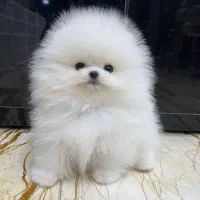 خاص و حرفه ای سایز ریز خرسی|سگ|رشت, منظریه|دیوار