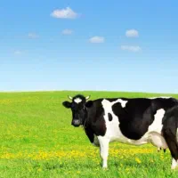 کارگر دامداری