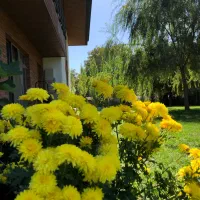 خدمات باغبانی و چمن کاری