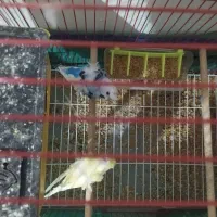 مرغ عشق پروانه ای