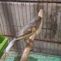 قناری فنچ مرغ عشق طوطی کوتوله کبوتر مرغ|پرنده|خمینی‌شهر, |دیوار