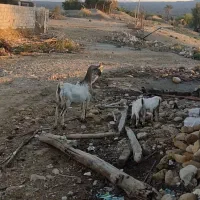 بز کل دو کهره شیری .هردو نر