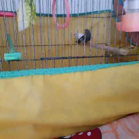 یک جفت فنچ ویک جفت مرغ عشق