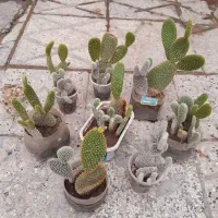 گل گل. دونه ۱۵ت|حراج|گرگان, |دیوار