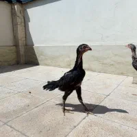 جوجه دو سر اوشامو آلمانی