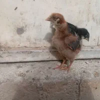 جوجه رسمی اصل