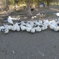 50 عدد غاز محلی