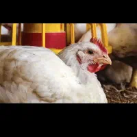 نیازمند دوتا کارگر مرغداری