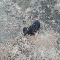 گوسفند|حیوانات مزرعه|بیرجند, |دیوار